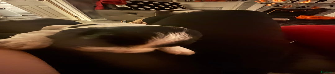 English Springer Spaniel Puppy 2