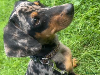 Dachshund dogs Dachshund- daisy - Advert 1