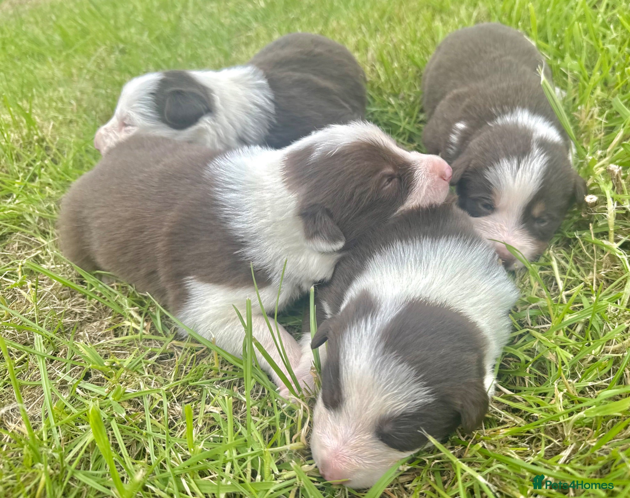 Border Collie dogs Red Tricolour, chocolate &White Border Collie - Advert 1