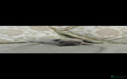 French Bulldog dogs for sale: Stunning blue fawn male available  - Image 6