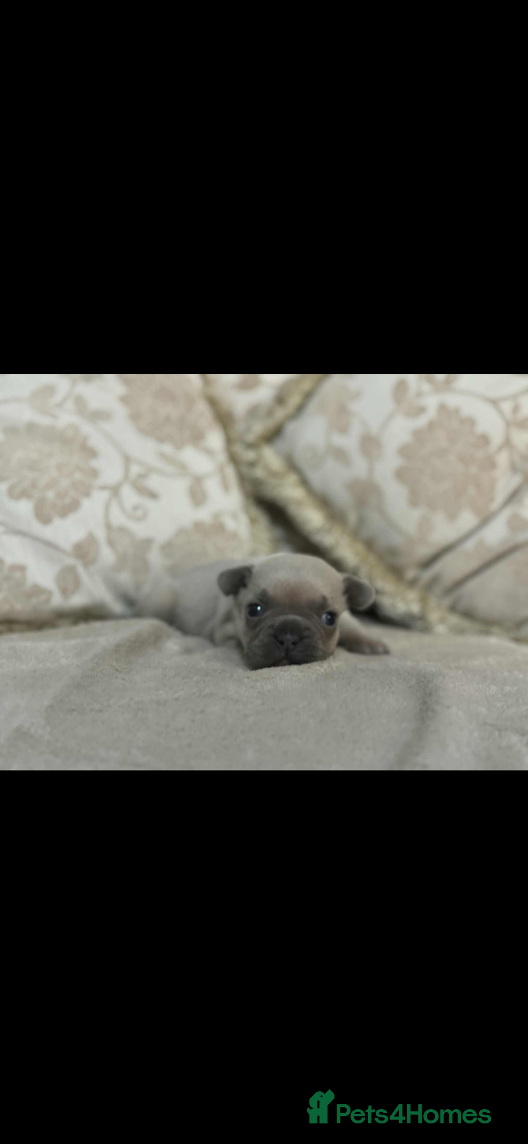 French Bulldog dogs for sale: Stunning blue fawn male available  - Image 6