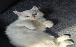 Ragdoll cats for sale: Rare flame point- female - Image 1