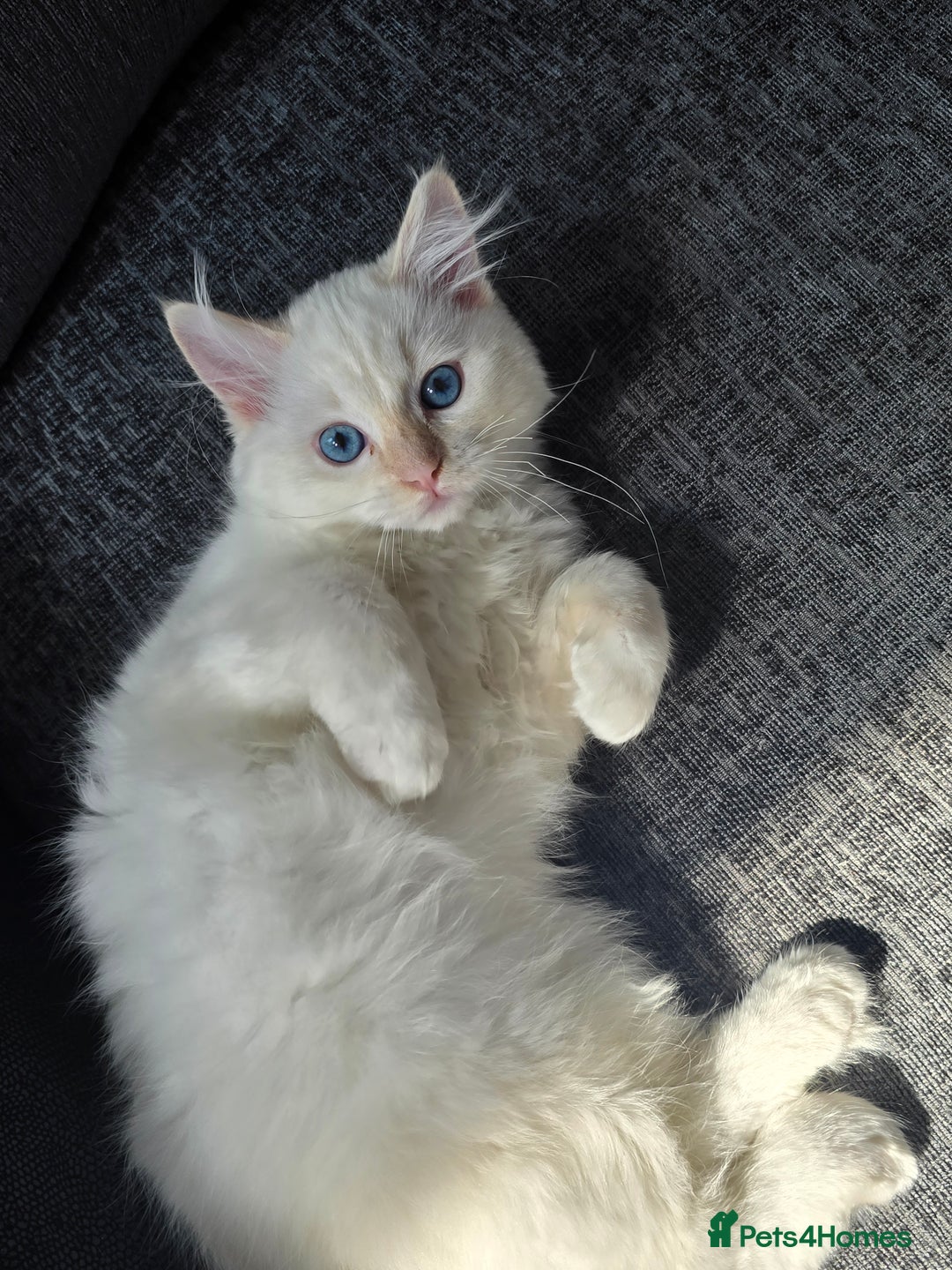 Ragdoll cats for sale: Rare flame point- female - Image 1