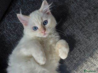 Ragdoll cats - Advert 3