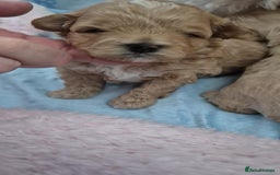 Maltipoo dogs for sale: 5 ⭐️ small Maltipoo’s puppy’s  - Advert 8