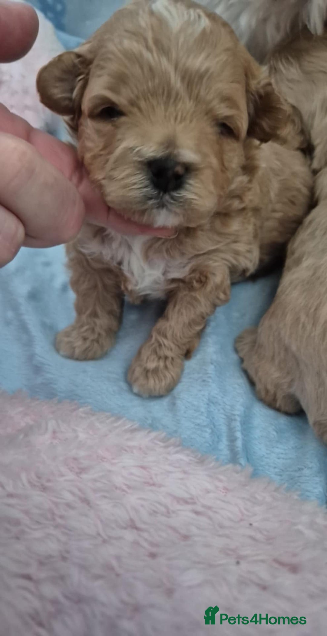 Maltipoo dogs for sale: 5 ⭐️ small Maltipoo’s puppy’s  - Advert 8