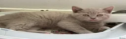 British Shorthair cats for sale: Adorable kitty  - Advert 6