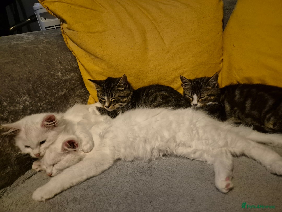 Mixed Breed cats for sale: X5 kittens  - Image 8