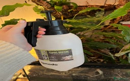 Gecko reptiles for sale: Male Crested Gecko and inclosure. - Image 10