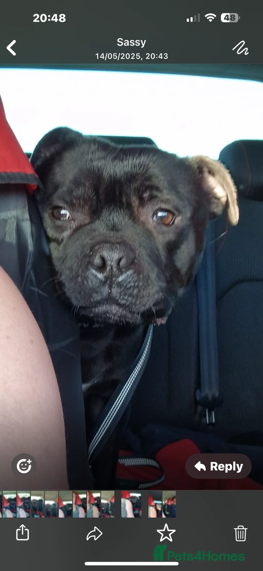 Staffordshire Bull Terrier dogs for stud: STORM FOR STUD in Newton Aycliffe - Advert 23