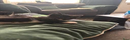 Mixed Breed cats for sale: 2 adorable tuxedo sisters  - Advert 4