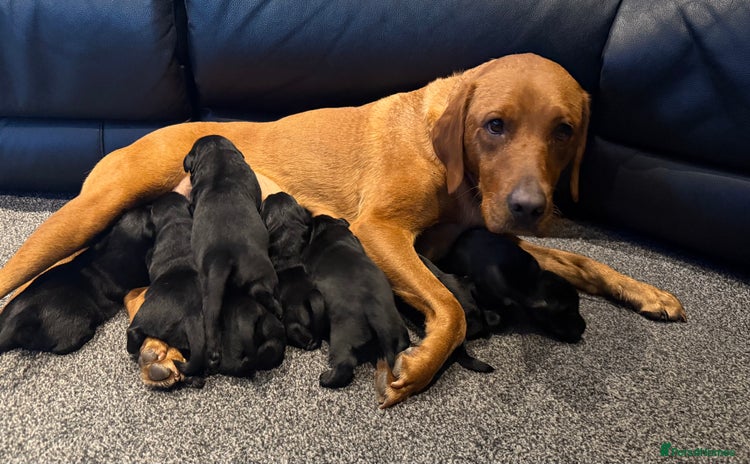 Labrador Retriever dogs - Advert 2