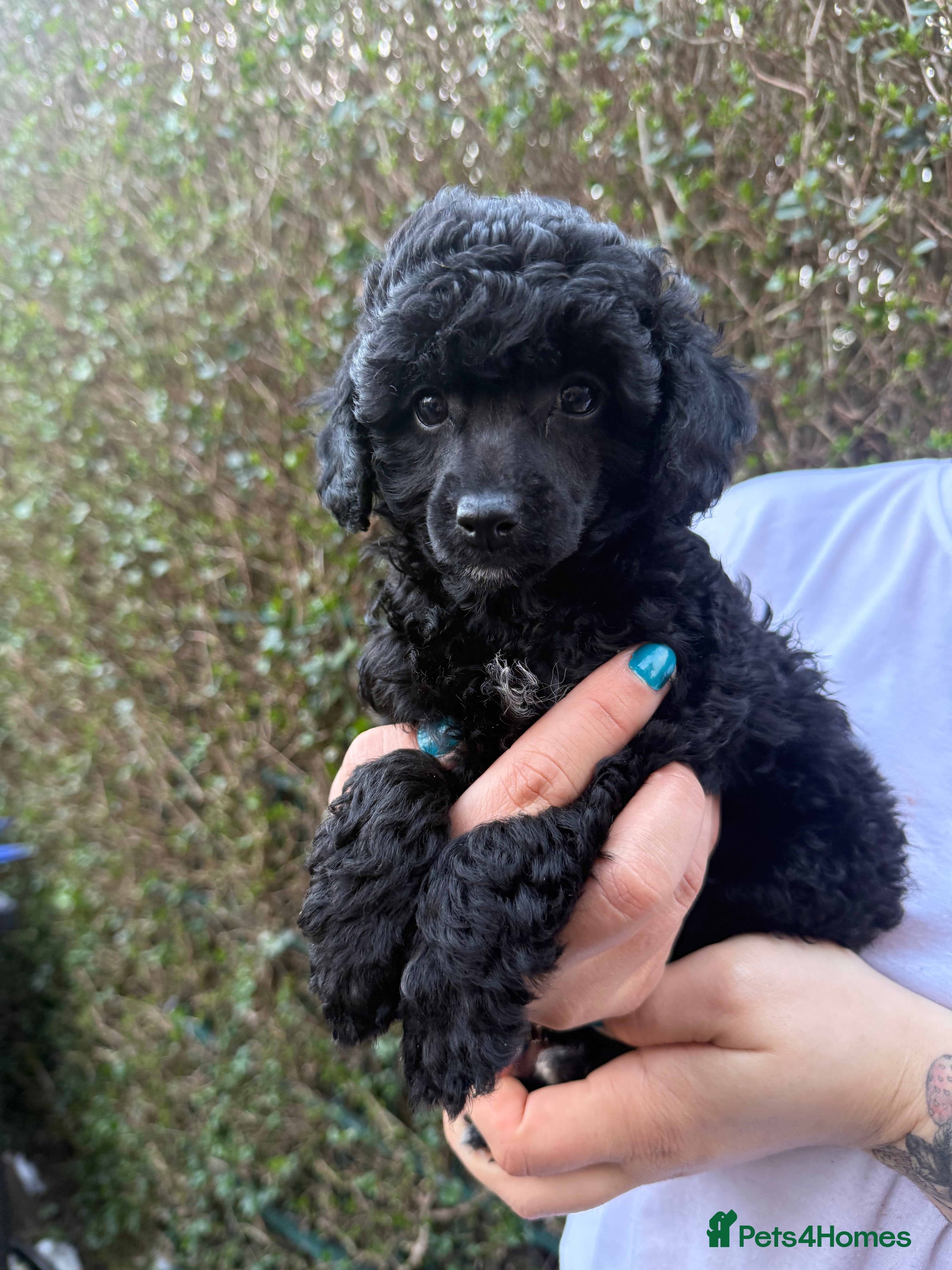 Toy Poodle dogs Toy poodle pups! - Advert 14