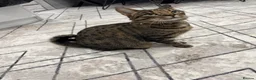 Mixed Breed cats for sale: Very Friendly Female Cat Looking for a Home 🙂 - Advert 6