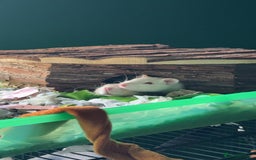 Rat rodents for sale: 3 female rats for rehoming - Image 2