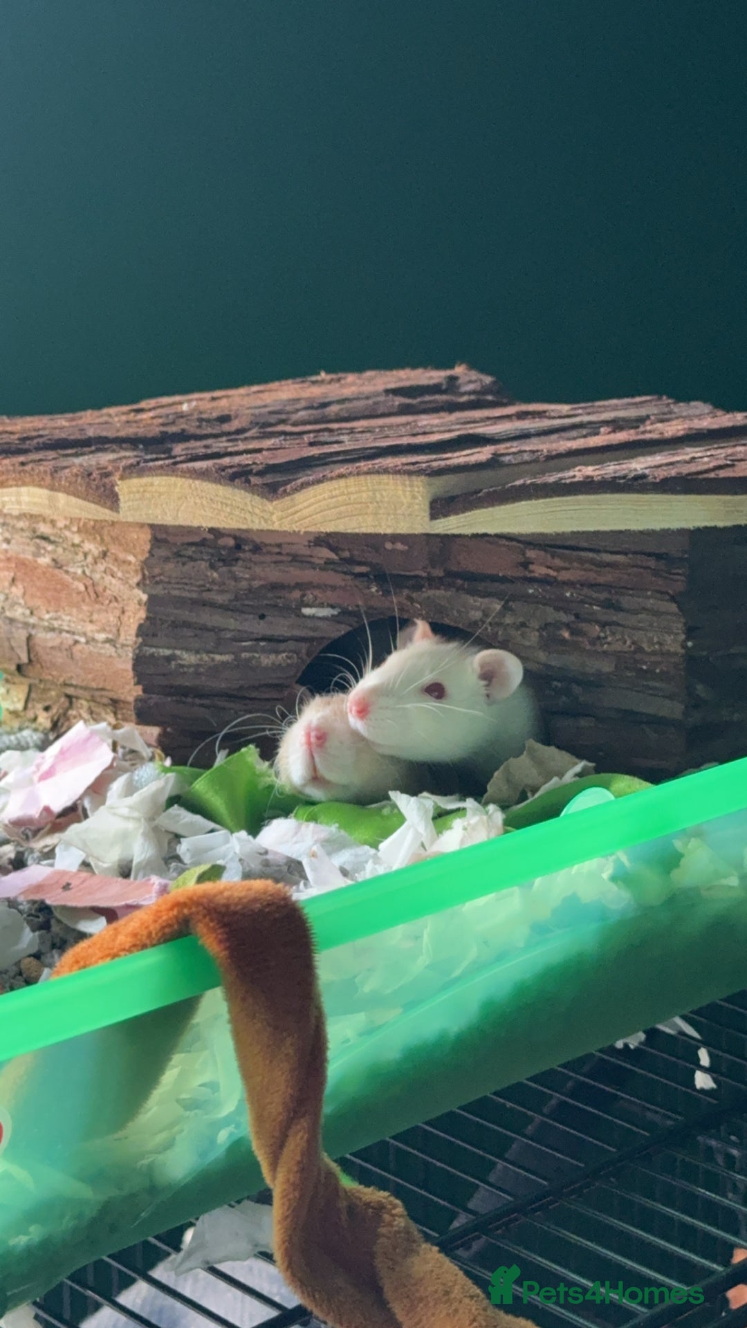Rat rodents for sale: 3 female rats for rehoming - Image 2