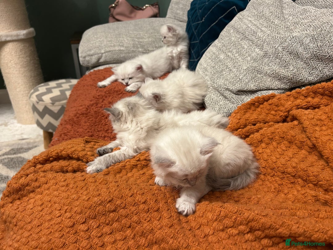 Siberian cats for sale: Home raised Neva Masquerade Kittens - Advert 2