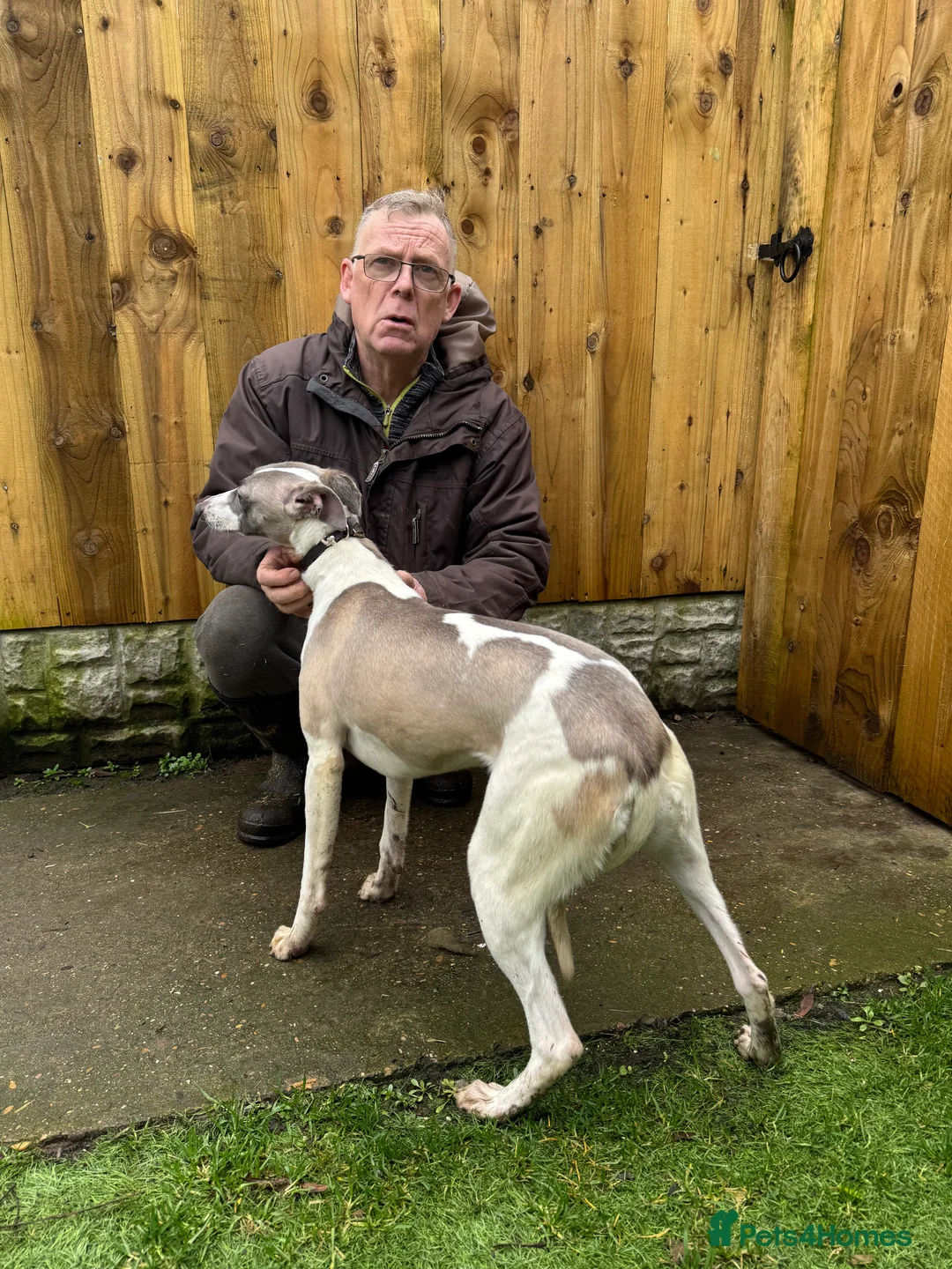 Whippet dogs for sale: Kc reg whippet bitch - Advert 2