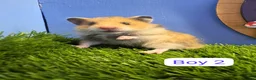 Hamster rodents for sale: Baby Syrian Hamsters Boys Girls Pedigree - Advert 3