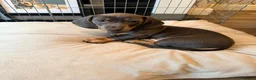 Miniature Dachshund dogs for sale: STUNNING MINIATURE DACHSHUND PUPPIES in Bushey - Advert 5
