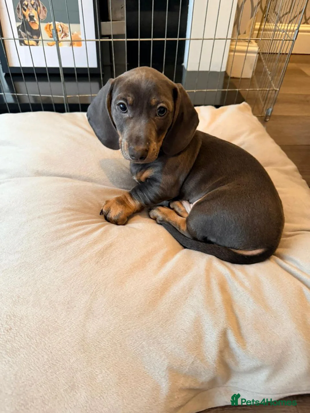 Miniature Dachshund dogs for sale: STUNNING MINIATURE DACHSHUND PUPPIES in Bushey - Advert 5