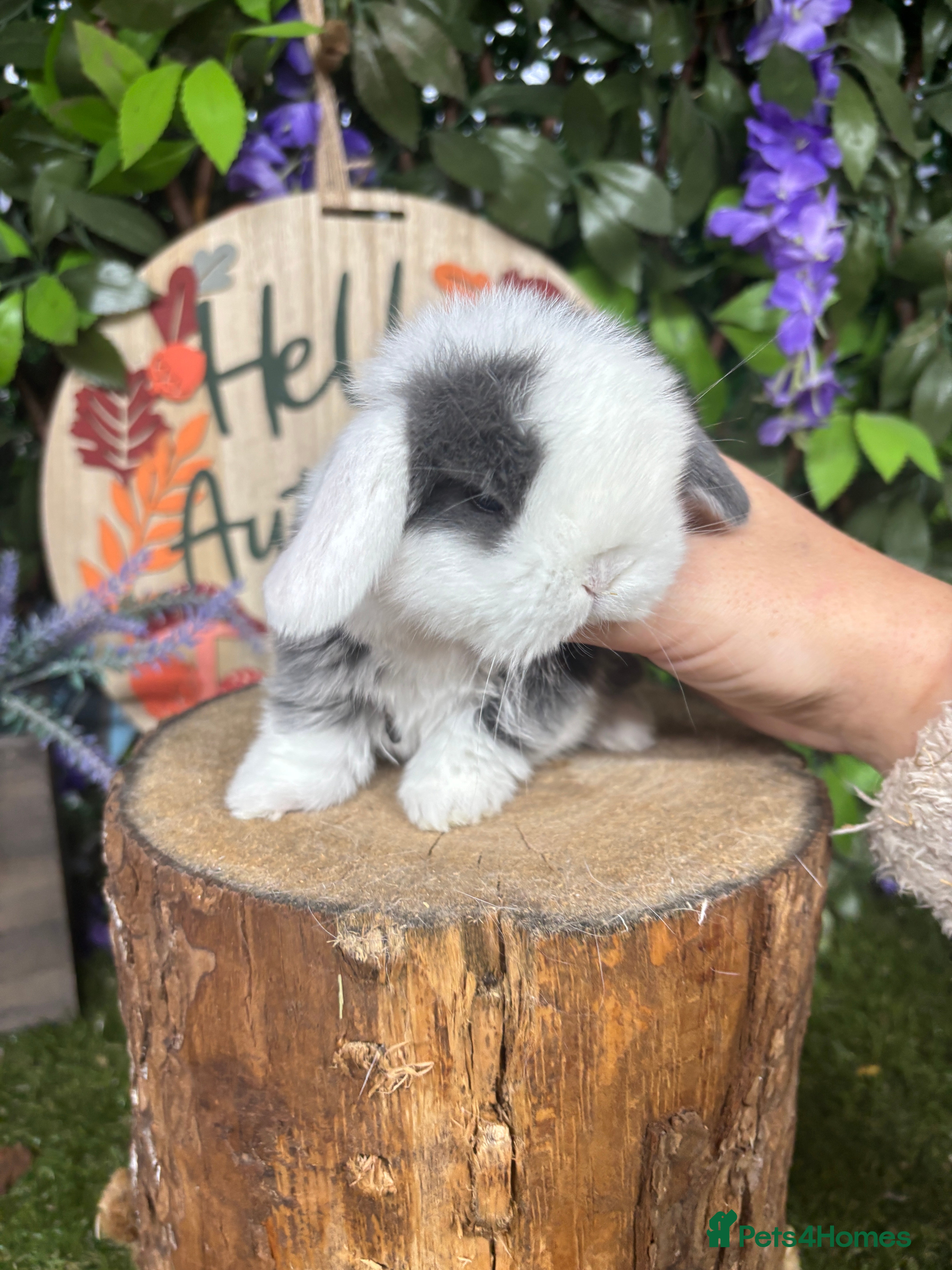 Mini Lop rabbits 🌟PURE BRED PEDIGREE MINI LOPS🌟 - Advert 8