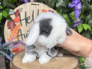 Mini Lop rabbits 🌟PURE BRED PEDIGREE MINI LOPS🌟 - Advert 14