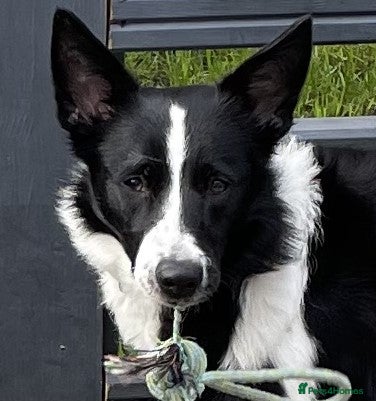 Border Collie dogs Border collie bitch 10 month old - Advert 10