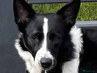 Border Collie dogs Border collie bitch 10 month old - Advert 10
