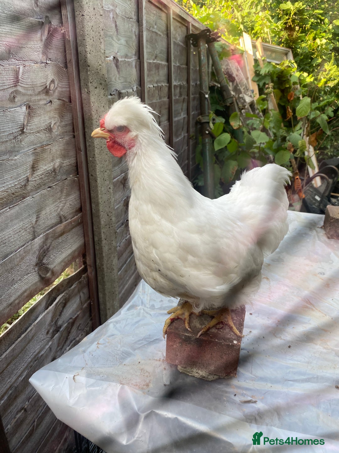 Chickens poultry for sale: Various growers and roos inc sultan, silkie cross  - Image 7