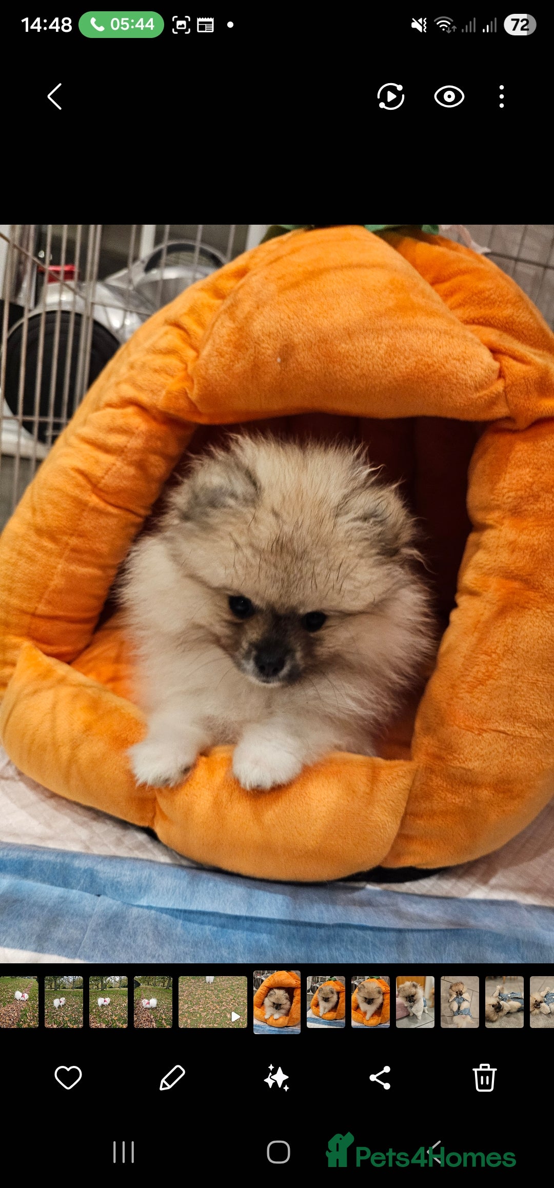 Pomeranian dogs for sale: Hi my name it's Laura - Advert 3