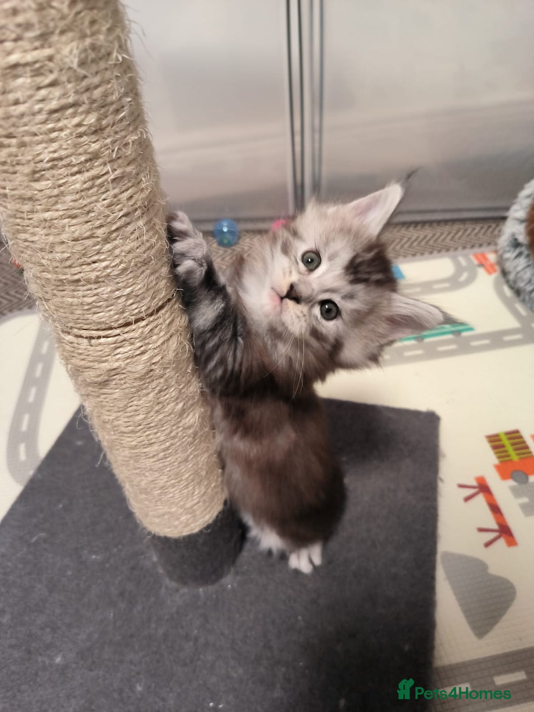 Maine Coon cats for sale: Maine Coon Kittens - Advert 4