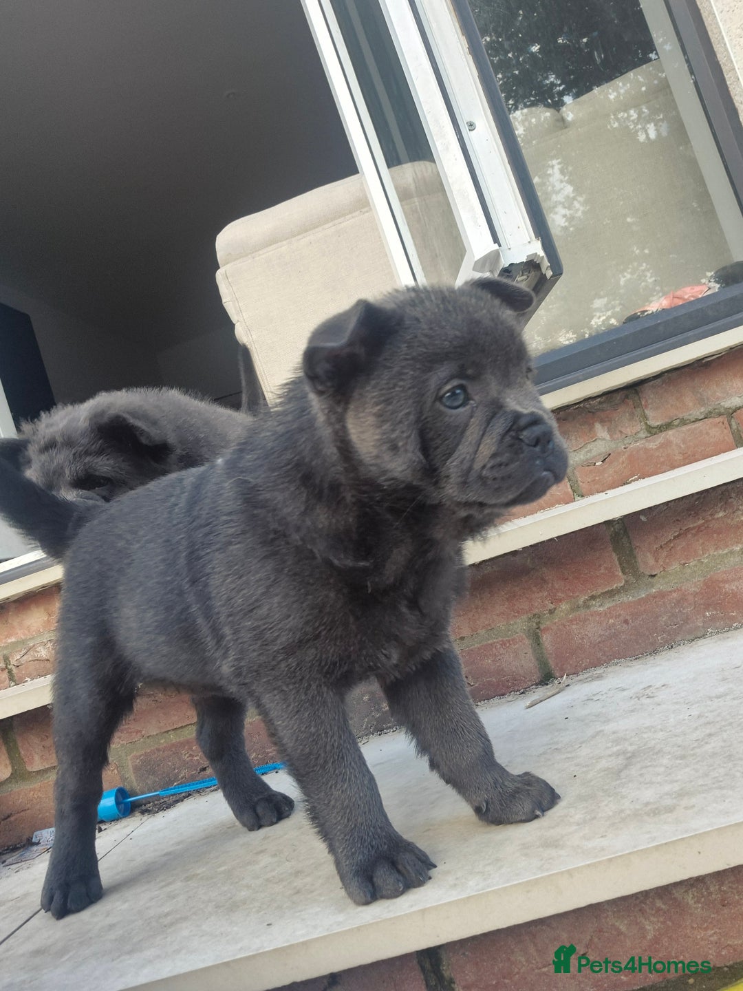 Mixed Breed dogs for sale: Chowxfrenchie Ready for new homes** - Image 11