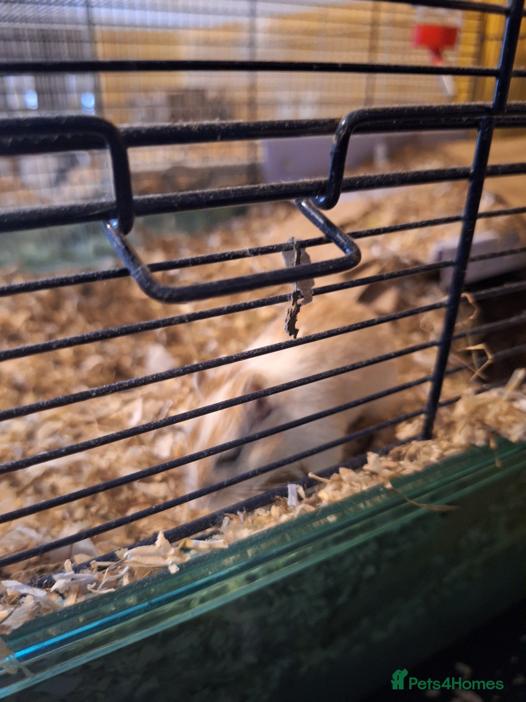 Gerbil rodents for sale: 2 male gerbils  - Image 5