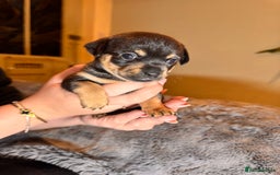 Mixed Breed dogs for sale: Miniature JackChi Puppy’s for sale.  - Image 16