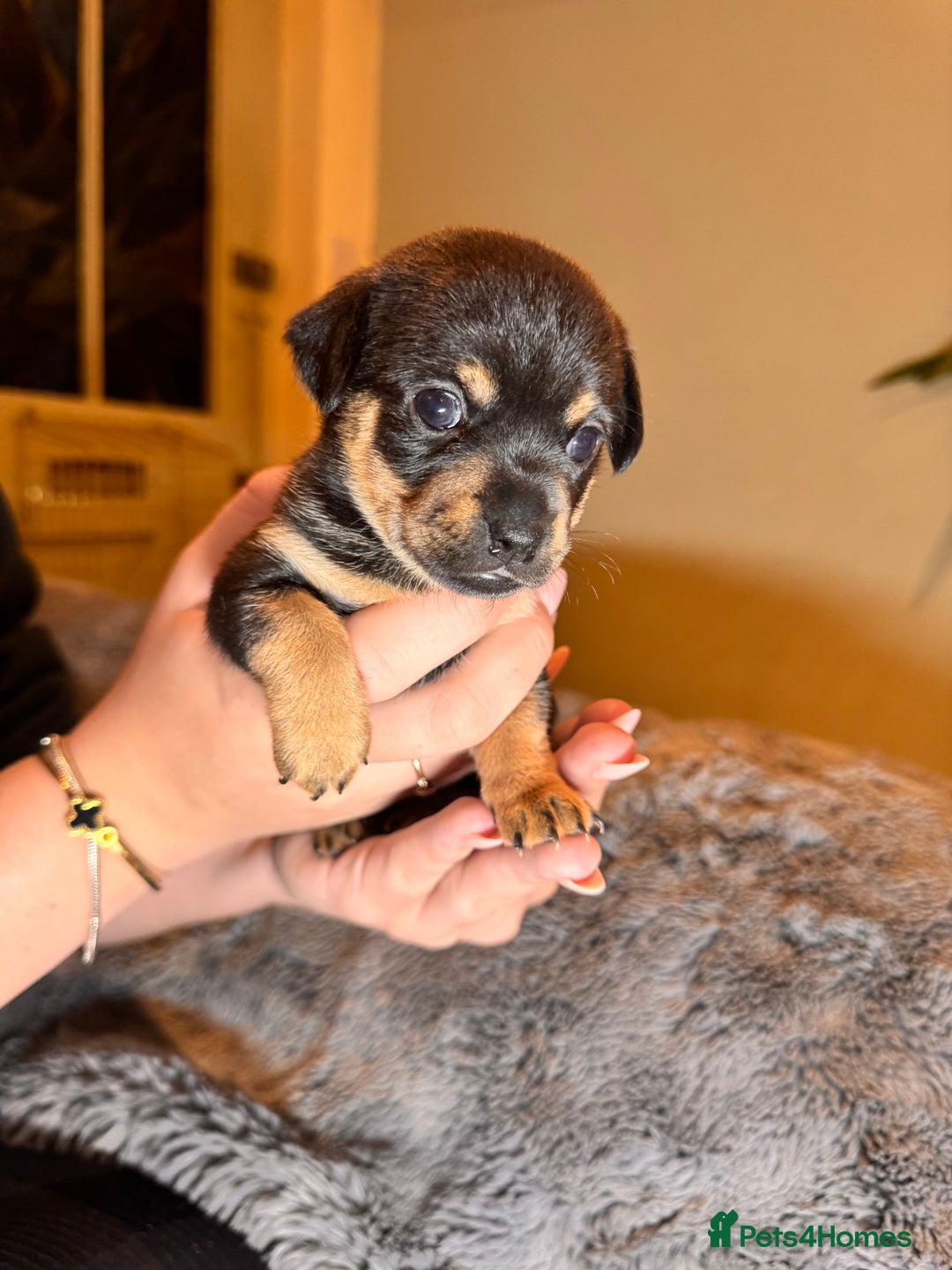 Mixed Breed dogs for sale: Miniature JackChi Puppy’s for sale.  - Image 16