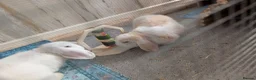 Mini Lop rabbits for sale: Beautiful blue-eyed Mini Lop sisters - Advert 3