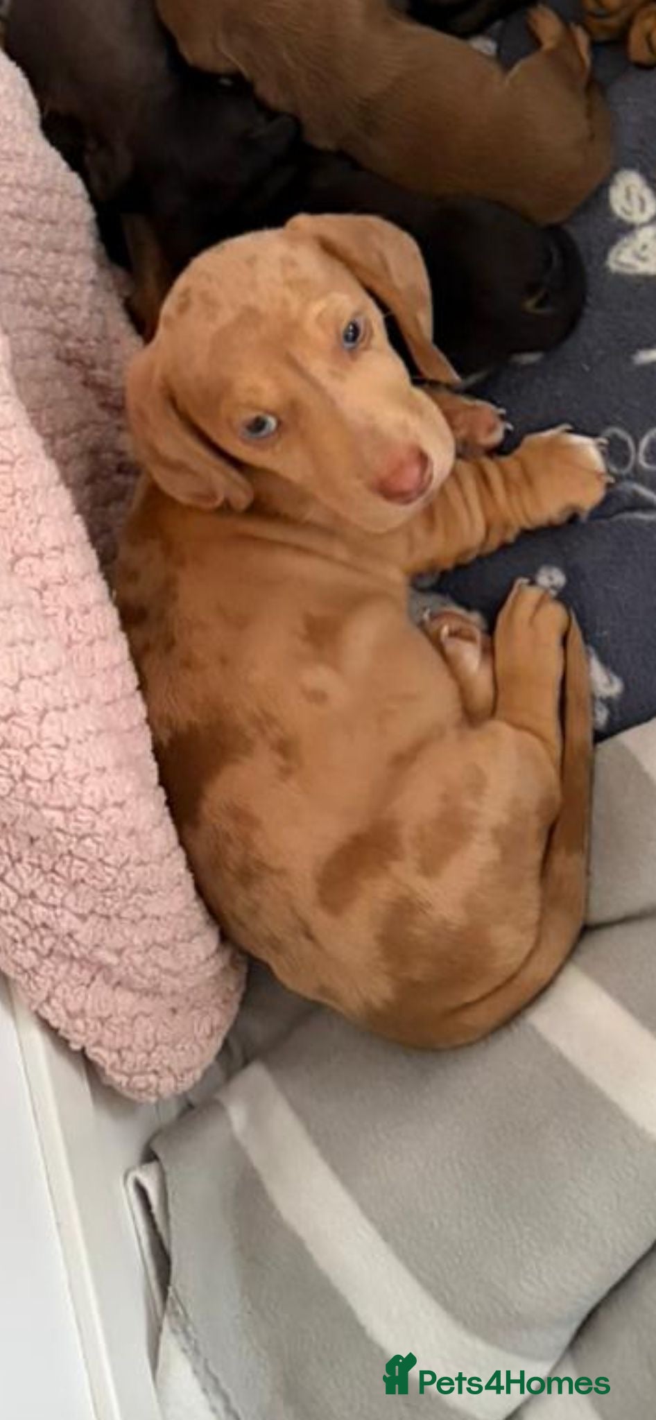 Miniature Dachshund dogs KC Registered! READY TO LEAVE TODAY!   - Advert 18