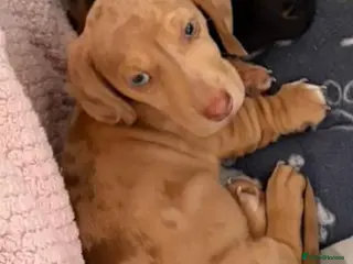 Miniature Dachshund dogs KC Registered! READY TO LEAVE TODAY! - Advert 18