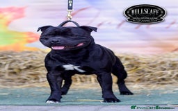 Staffordshire Bull Terrier dogs for sale: champion Fathered blue and black puppies KC reg - Image 1