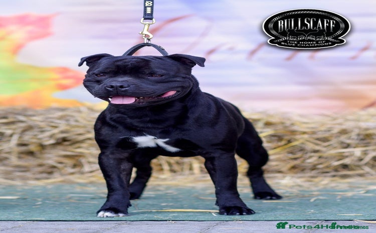 Staffordshire Bull Terrier dogs - Advert 2