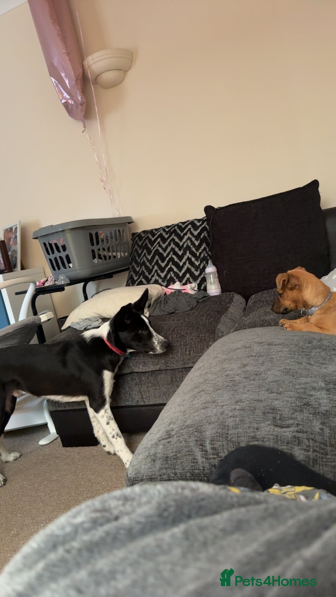 Border Collie dogs for sale: 7 month border collie - Image 2