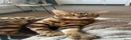 Bengal cats for sale: Make bengal kitten  - Advert 11