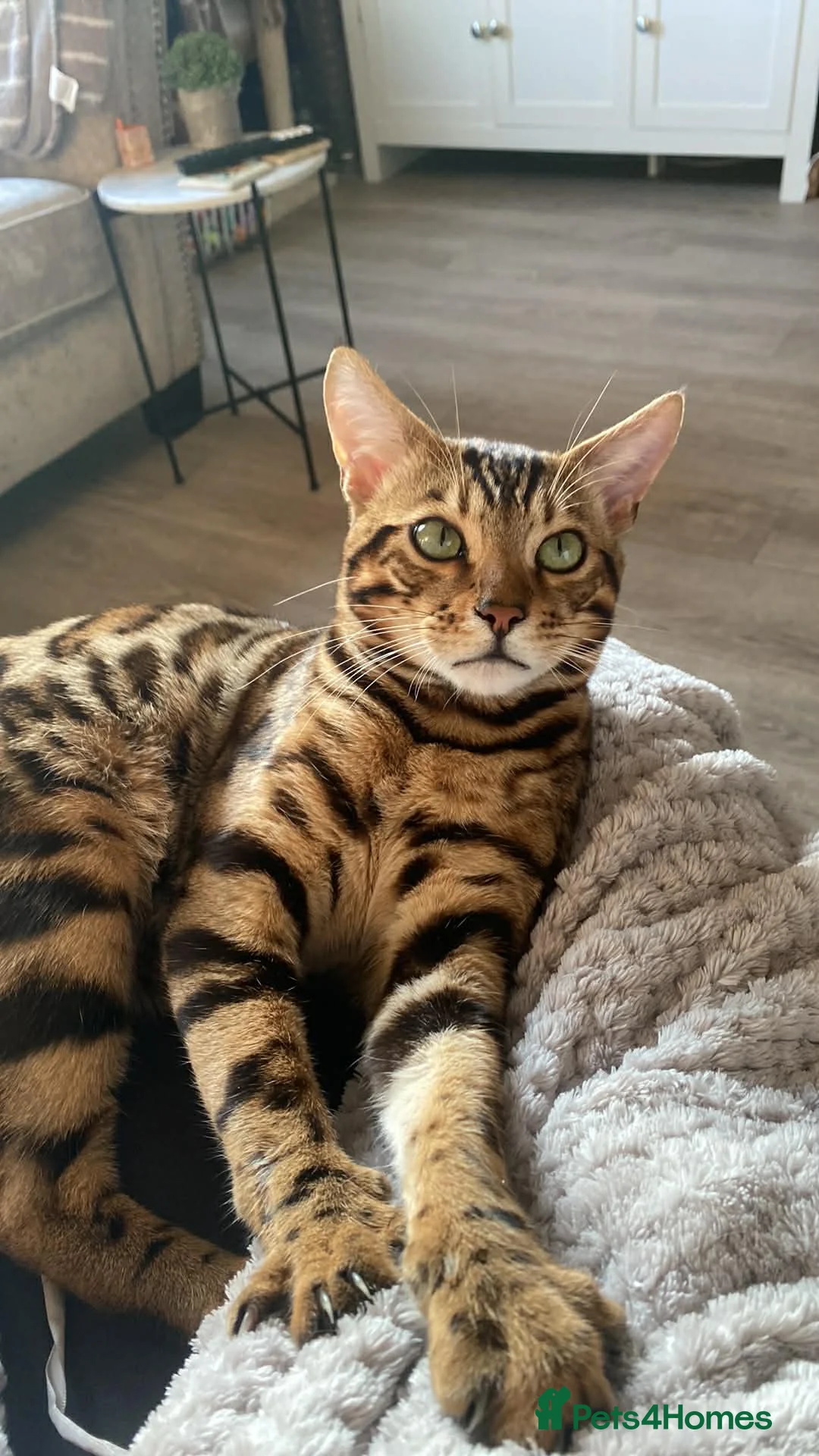 Bengal cats for sale: Make bengal kitten  - Advert 11