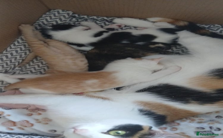 Mixed Breed cats - Advert 2
