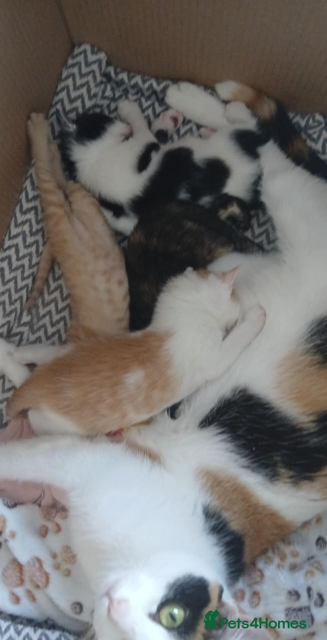 Mixed Breed cats for sale: Beautiful 3 males ginger black white kittens  - Image 1