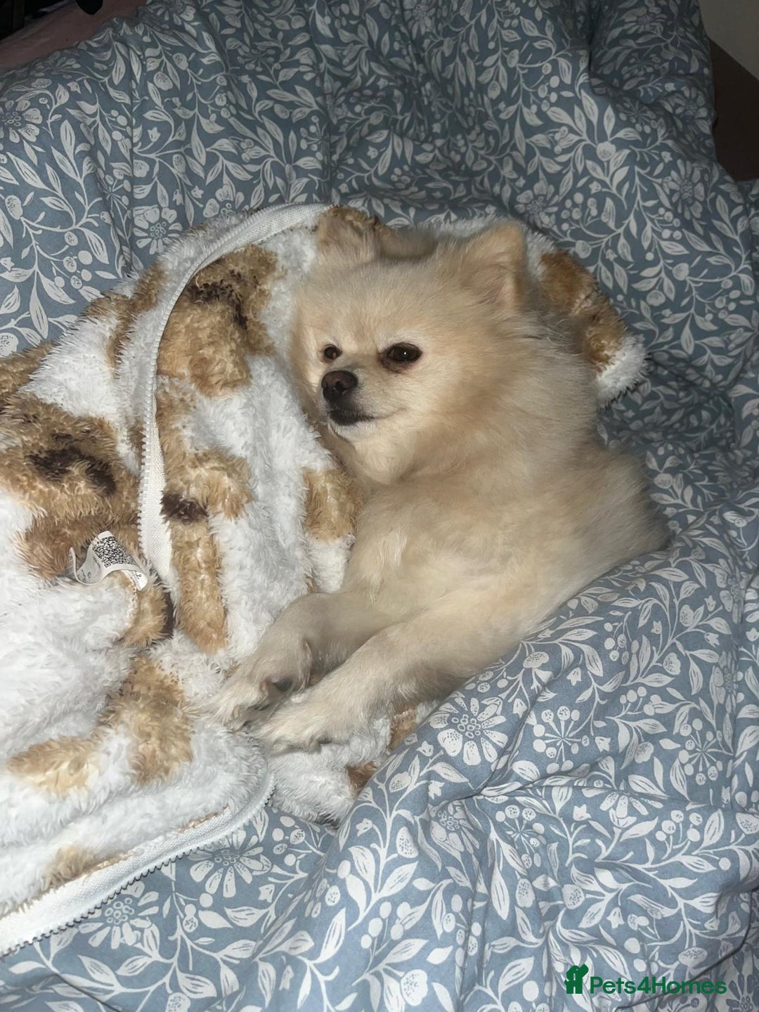 Pomeranian dogs for sale: Lovely girl Pom needs rehoming  - Advert 7