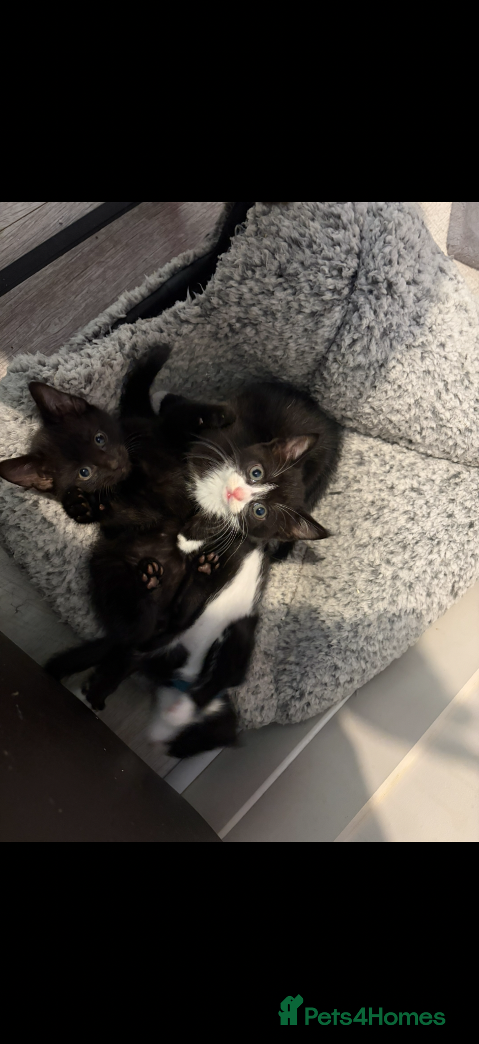 Mixed Breed cats Last female kitten ready for a forever home  - Advert 12