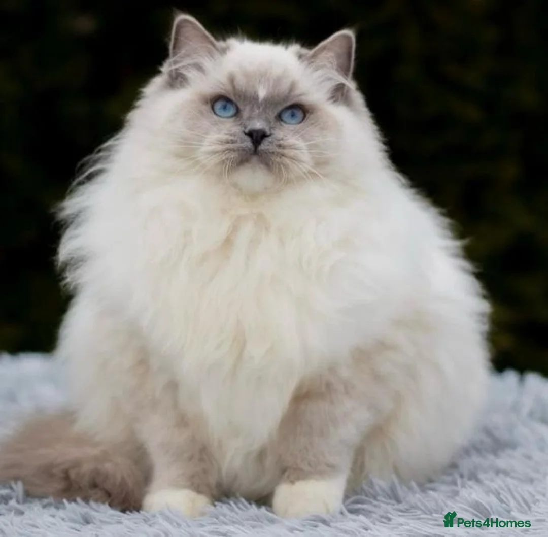 Ragdoll cats for sale: Male Ragdoll pure breed.  - Advert 2