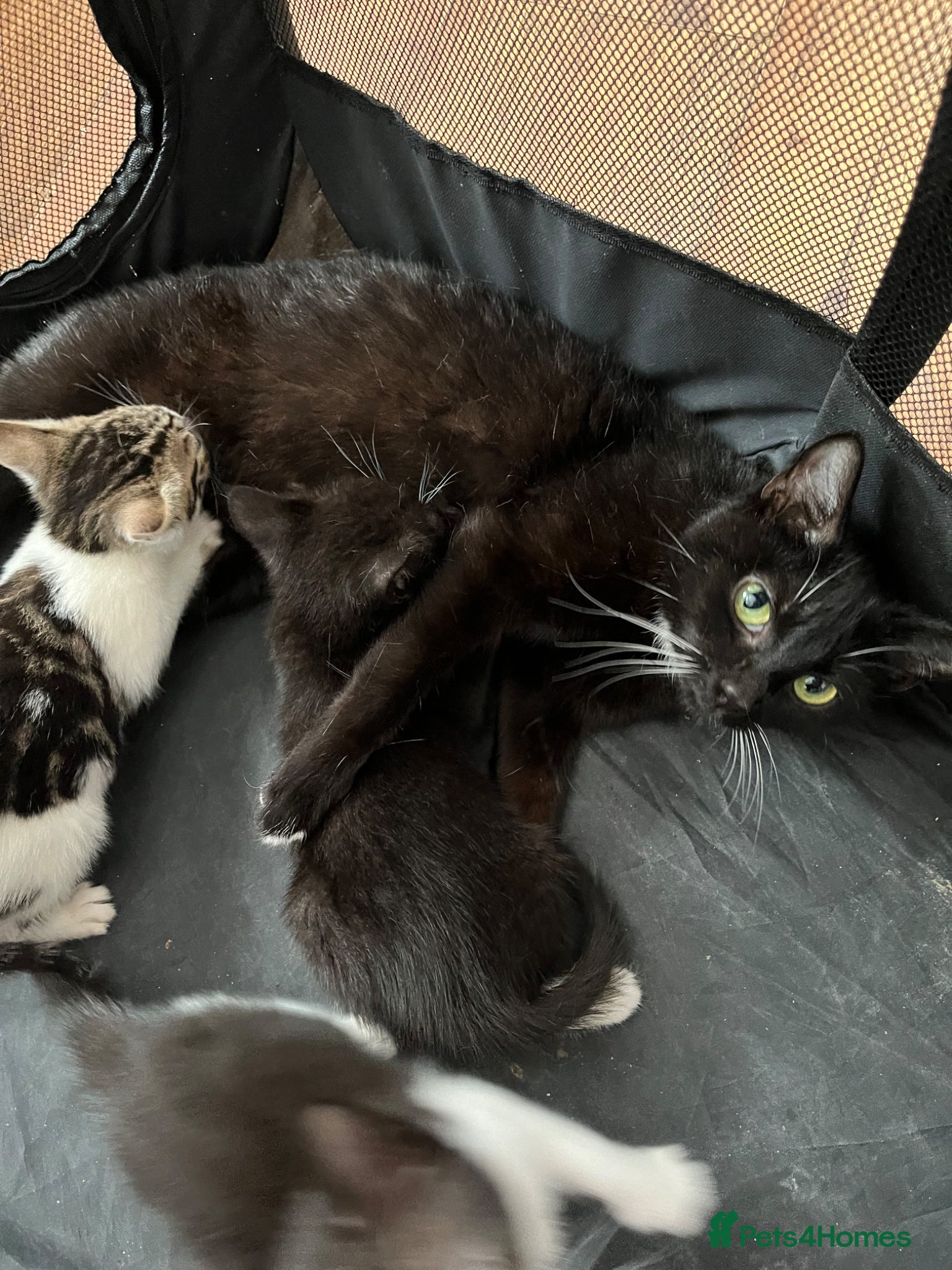Mixed Breed cats for sale: 3 Lovely Kittens - Advert 7